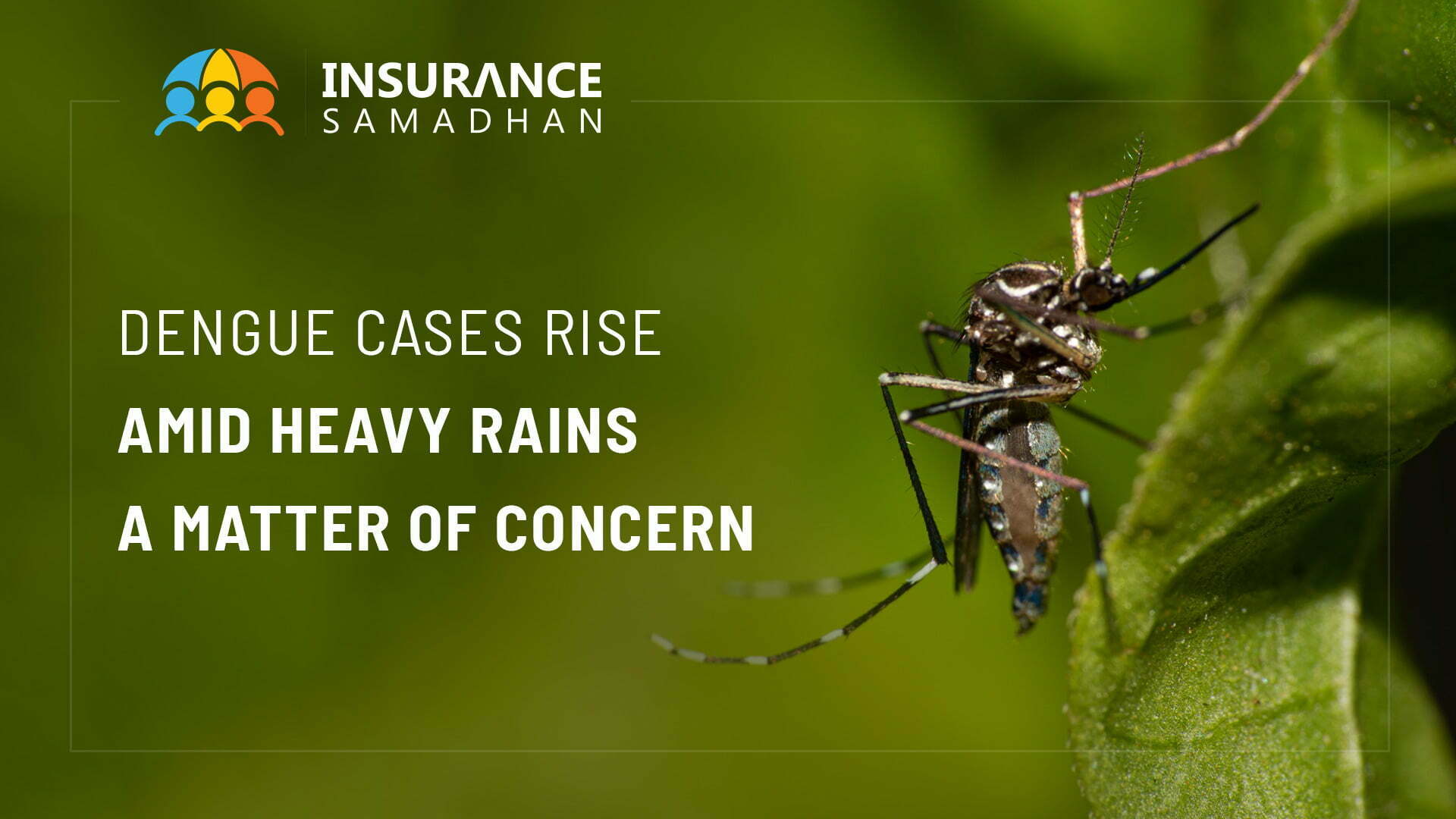 Dengue Cases Rise Amid Heavy Rains: A Matter of Concern